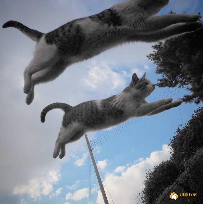两只喜欢跳跃的猫咪跳起的照片也是创意满满