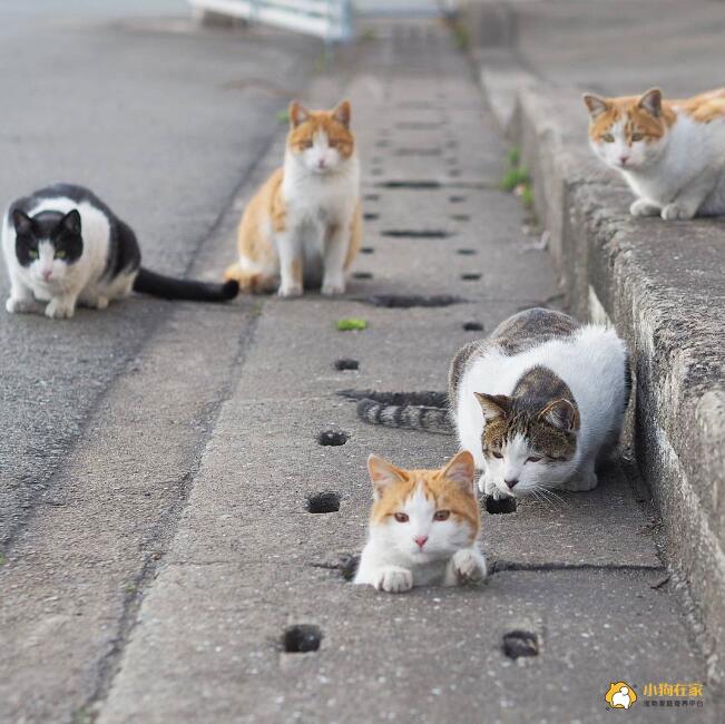 流浪猫钻下水道洞口取乐 有趣又可爱