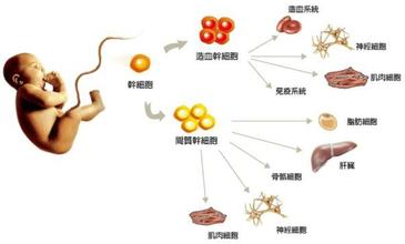 脐带血造血干细胞储存可以找生命银行吗