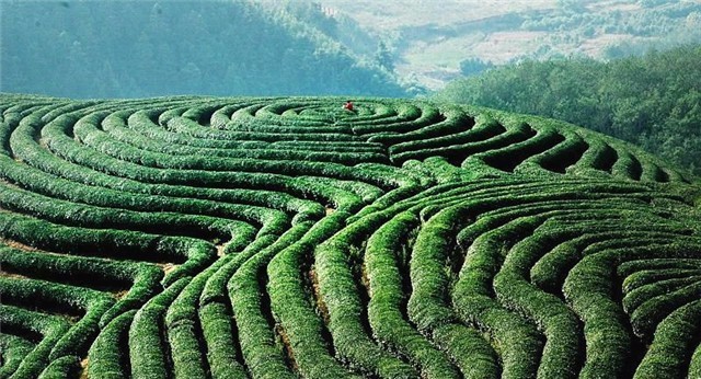 御茶园老总_重庆茶园观山御景