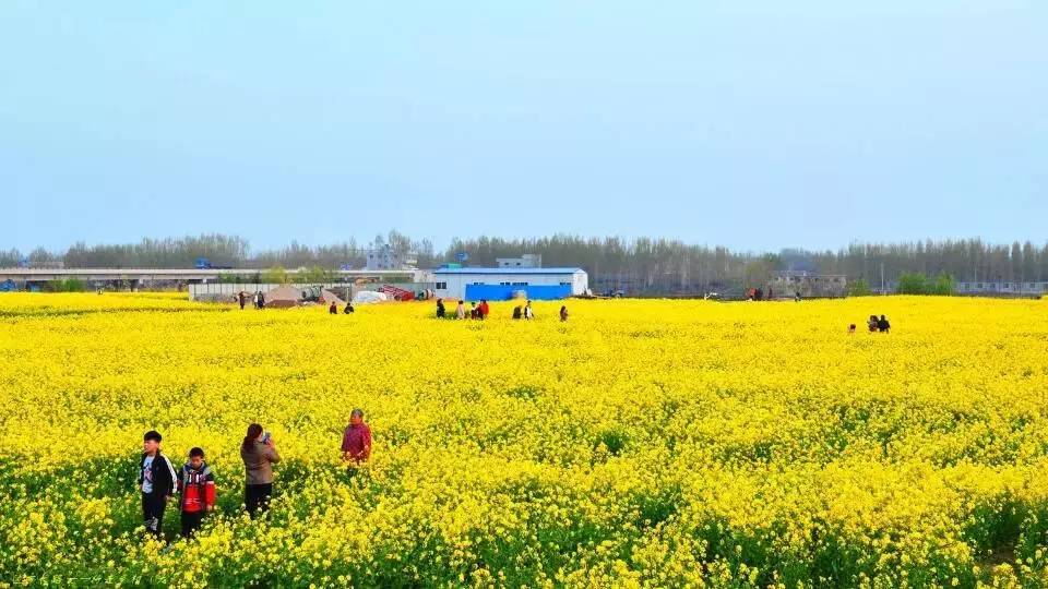 这个周末,大汶口油菜花成海