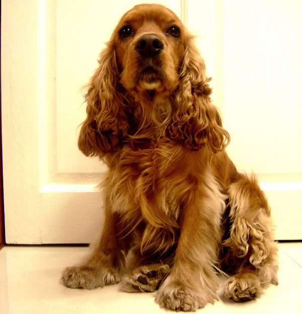 英国可卡犬(english cocker spaniel)又称确