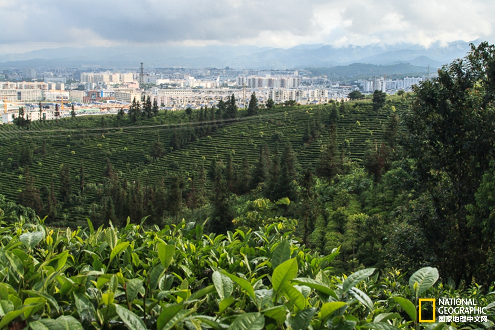 昆明一年茶叶GDP是多少_昆明gdp分布图(3)