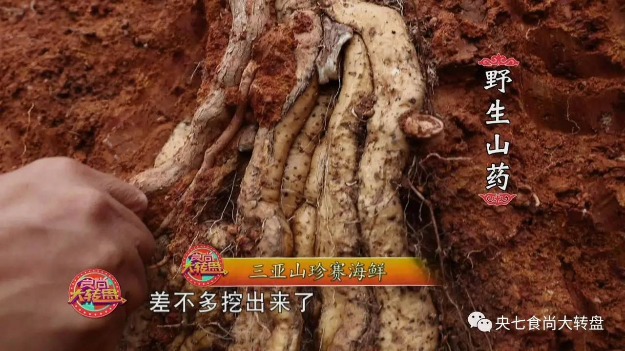 火爆海南岛的"五脚猪",到底是啥?