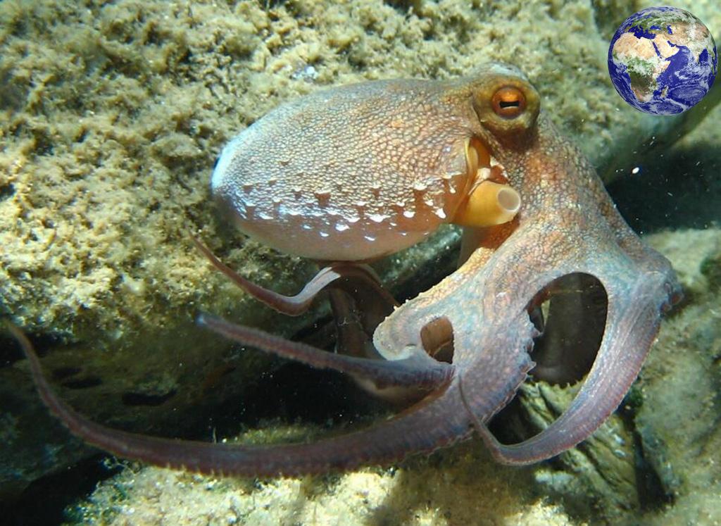 不要就知道吃,你知道章鱼乌贼鱿鱼三者的区别吗?