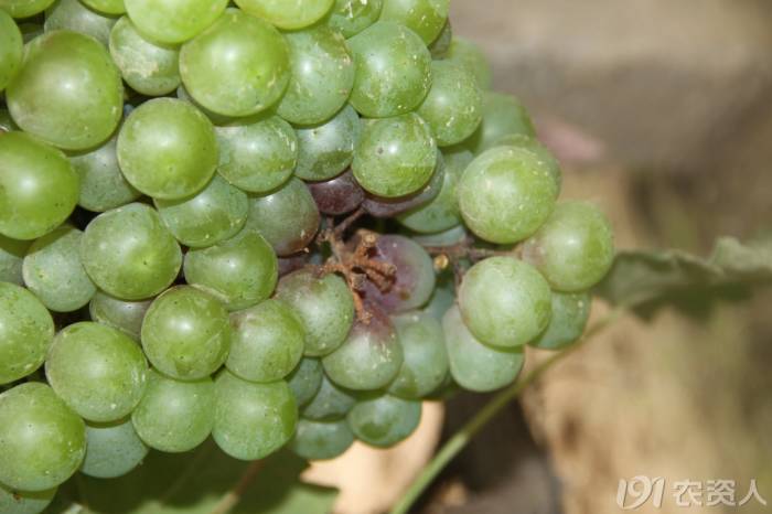 葡萄常见病害有哪些,都是怎么发生的?