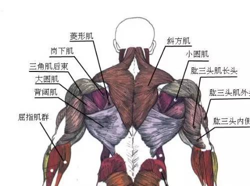 从锻炼的角度来讲主要是: (1)背阔肌和大圆肌 (2)斜方肌 (3)竖脊肌.