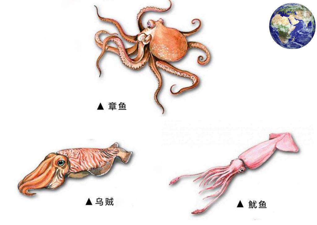 不要就知道吃,你知道章鱼乌贼鱿鱼三者的区别吗?