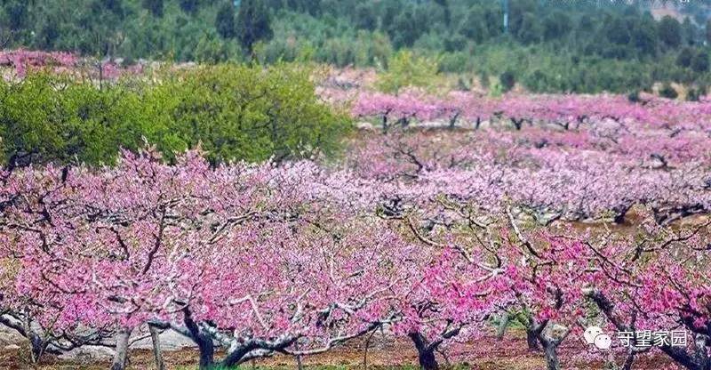 桃花节!风车节!督公湖大礼来了:送免费门票,抢十万元