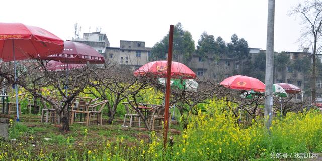 龙泉桃花故里上百家农家乐,为啥就花海人家生意爆满