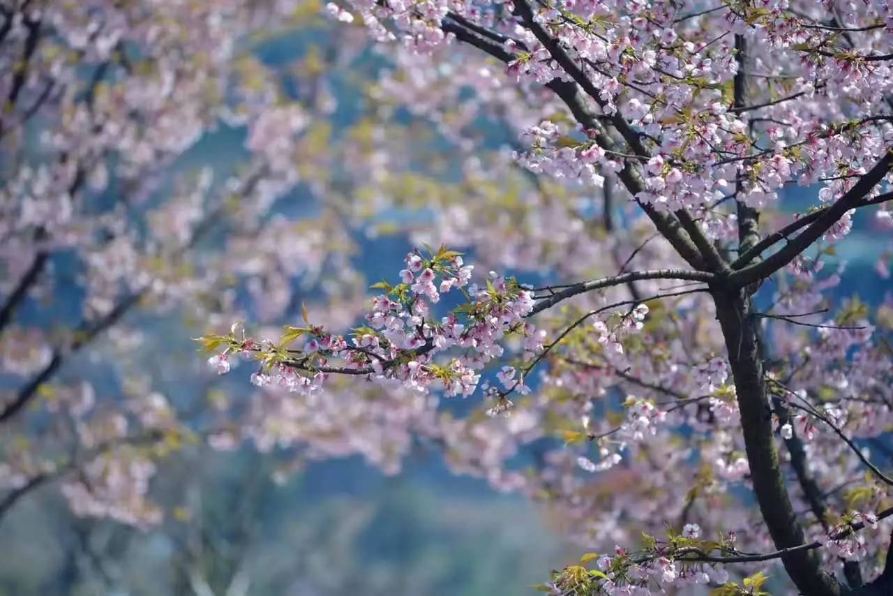 轻抒一笺心语 根植于芳菲四月,邀约在春深诗行 迎一场浪漫樱花雨,写意