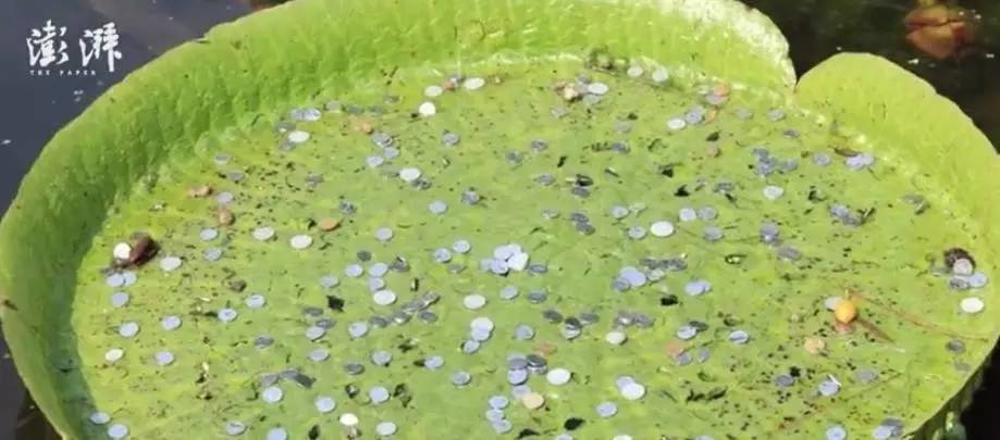 泰国海龟撑死、美国温泉变色…扔出硬币许愿时