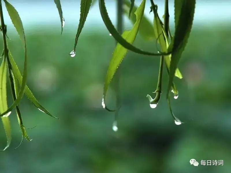 淅淅沥沥的小雨掀起了一个季节的盖头