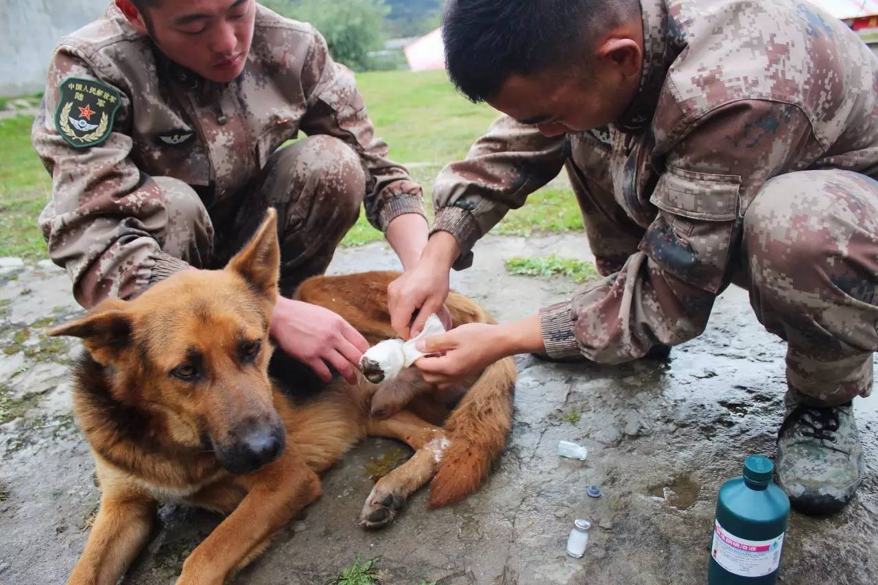 军犬瓜瓜历险记