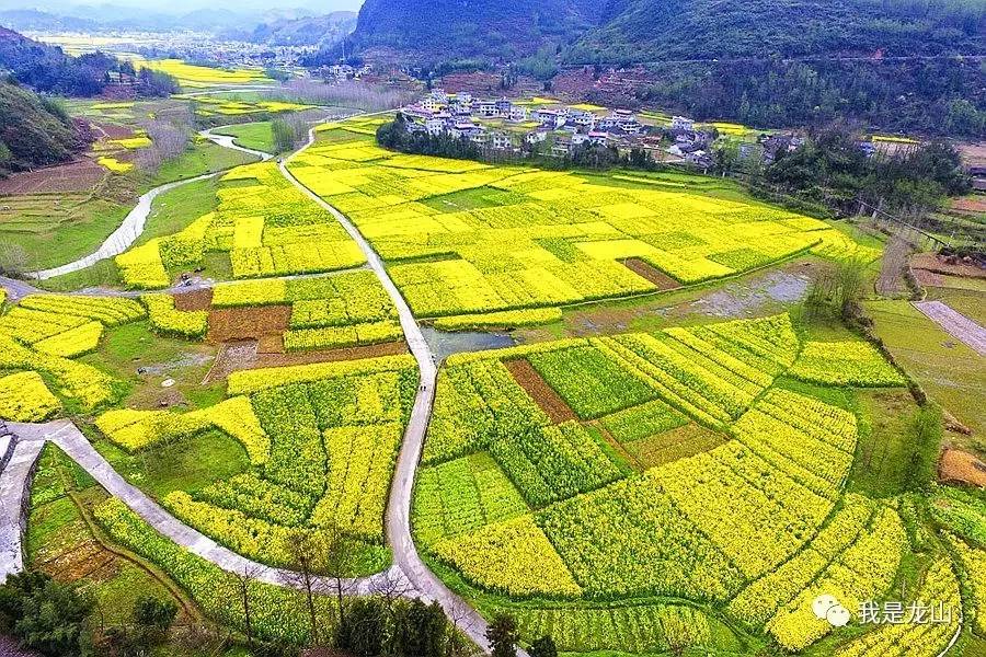 想看油菜花?哪用去婺源,咱大龙山万亩花海开的正艳!