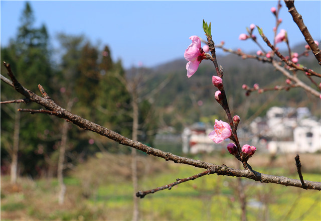 西递村边上的桃花儿开了【最美春天】[8P]|无奇