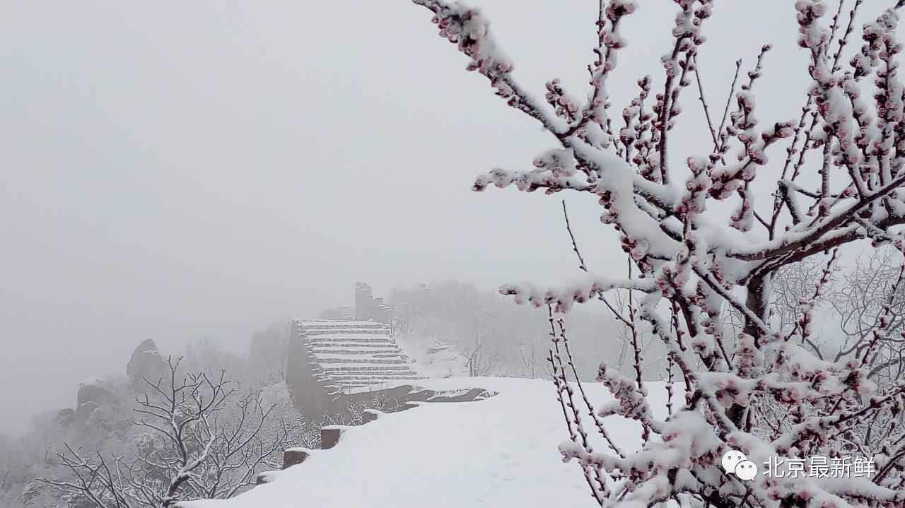 桃红柳绿映春雪,这么冷也值了!