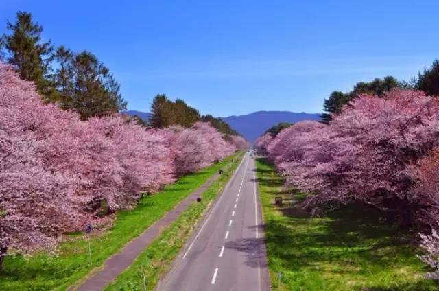 5月,北海道的春天有最盛大的樱花季,1千多的机票你不该错过