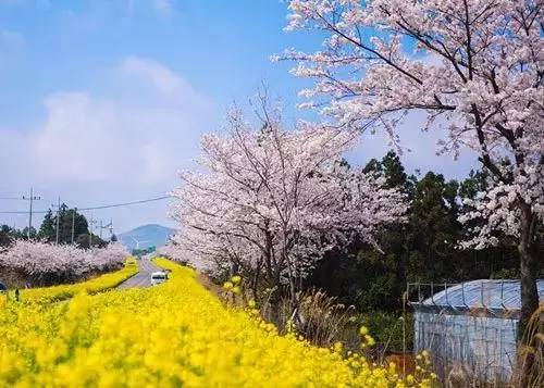 "樱"为有你,广元柏林湖樱花节3月25日大放送,你想不来