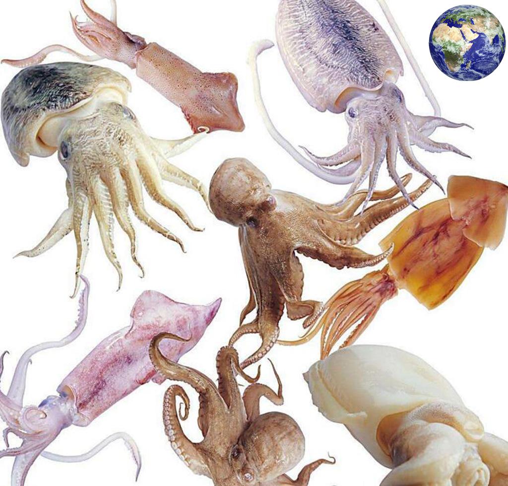 壁纸 : 水下, 章鱼, 海星, 乌贼, 礁, 动物群, 特写, 微距摄影, 海洋生物学, 海洋无脊椎动物, 头足类, 软体动物 ...