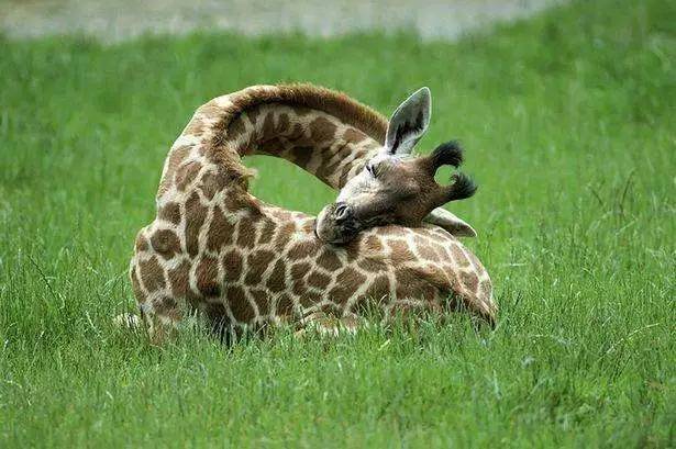 长颈鹿卷着脖子睡 长颈鹿入睡时先将两条前腿跪下,两条后腿向前曲成