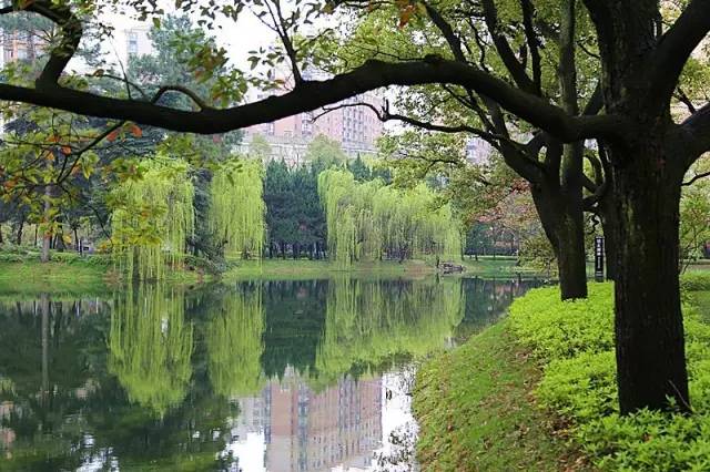 【亲亲常德】常德绵雨半月整,妹子呤词赞春雨,哥哥