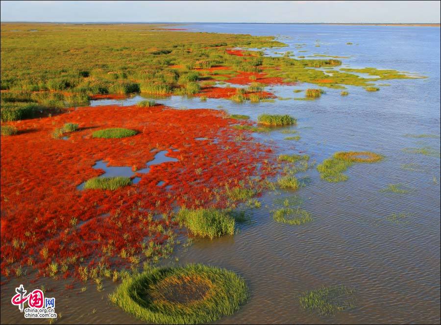 中国最美湿地:嫣青相映的辽宁红海滩(图)