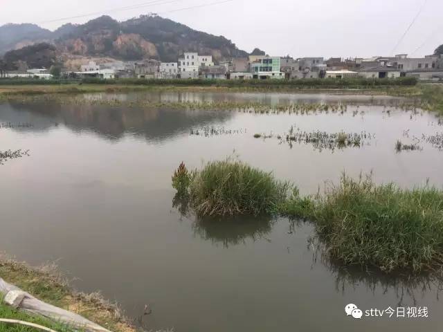 澄海城西人口_澄海狮头鹅图片(3)