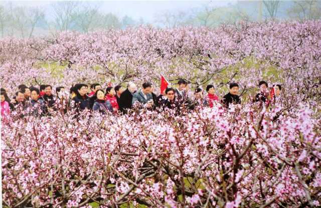 安义古村 凤凰山桃花园一日游