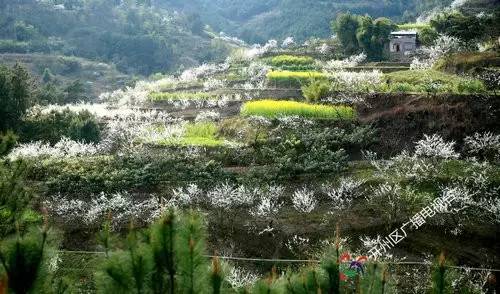 开州渠口有个开满李子花的"雪谷" 这个周末去看刚刚好