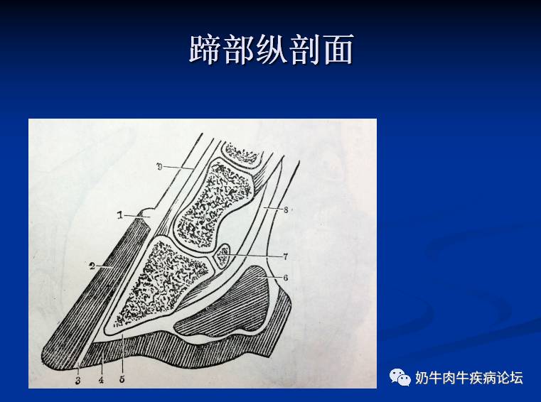 专家专题王春璈教授奶牛几种常见肢蹄病的诊断及防控要点