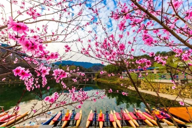 情迷锦里沟,浪漫樱花舞!