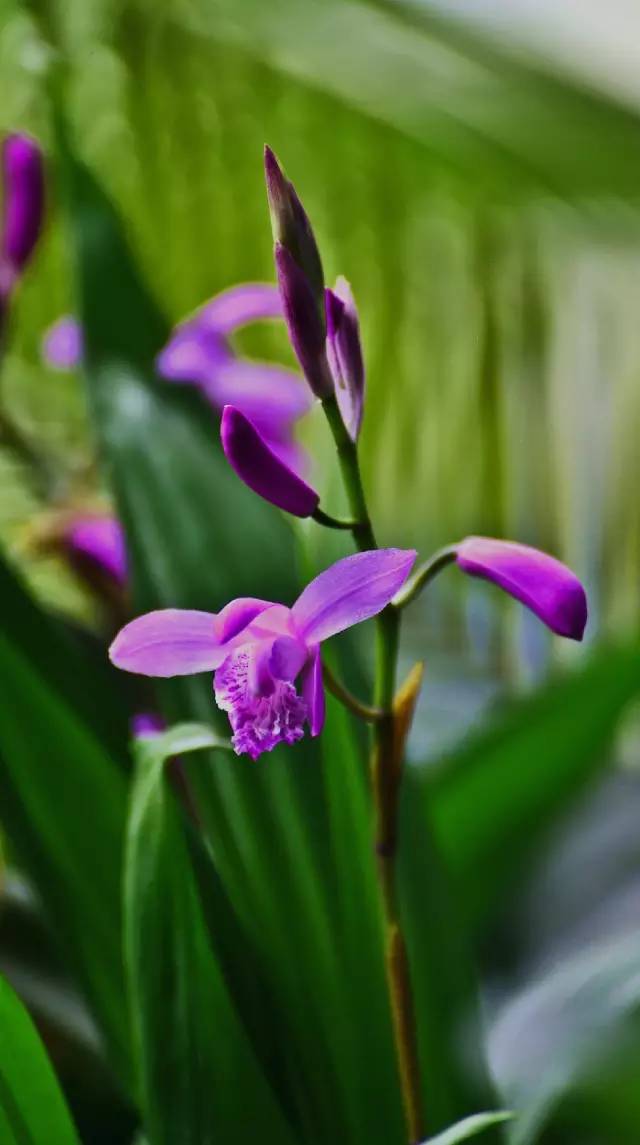 学名:bletilla striata 别名:紫兰,苞舌兰,连及草 花语:白芨功