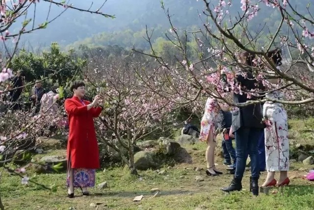 一夜之间变桃花岛瑞安这些地方美翻天