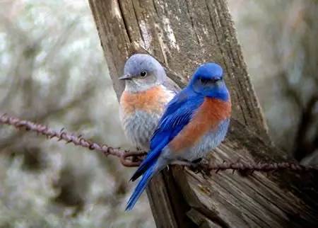 西部蓝鸲 western bluebird