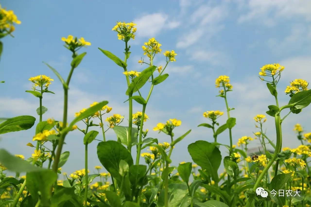 灼灼桃花犹在樱花油菜花海袭来此刻整个农大都已盛开