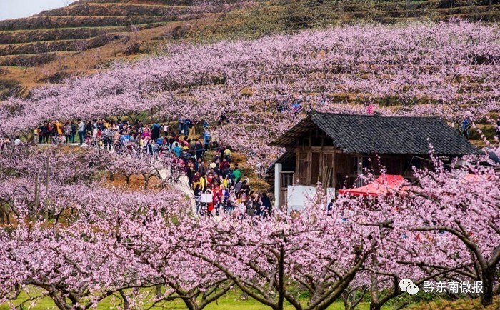 (朝晖映桃园 杨再岚 摄)贵州61岑巩第二届桃花文化旅游节4月1日,在