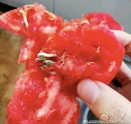 西红柿里吃出草莓?! 网友:孩子跟谁生的啊