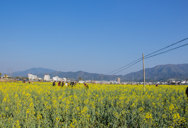 鹤市镇人口_解放后,龙川县鹤市镇曾常年有驻军,留下了不少 兵房(2)