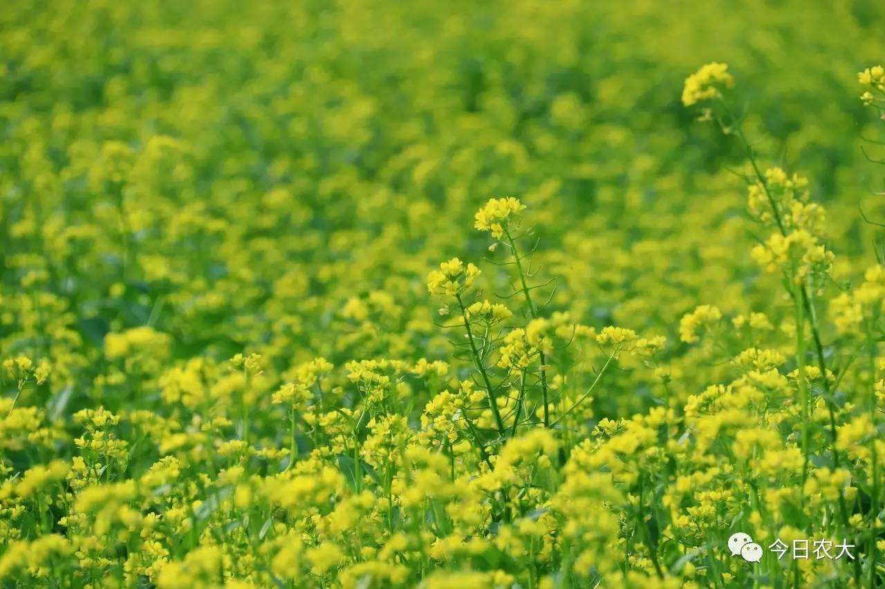 灼灼桃花犹在樱花油菜花海袭来此刻整个农大都已盛开