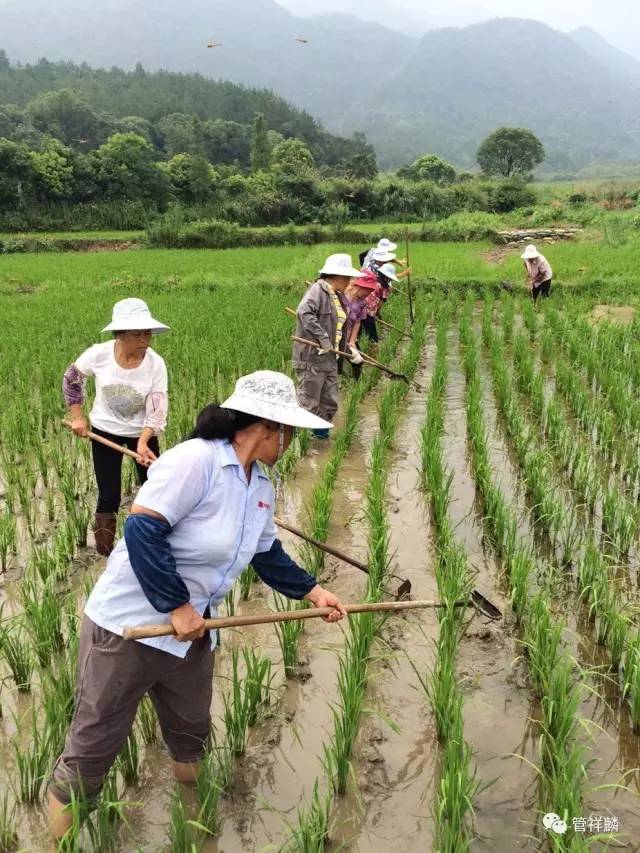 (为子孙留下原种,杜绝转基因) 人工耘田除草,以草制草 作物与草共生