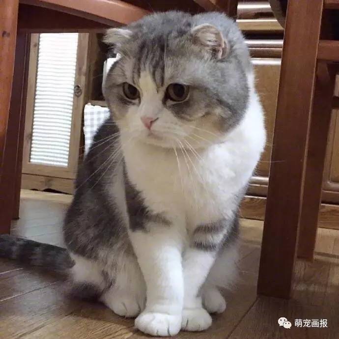 这只名叫aichi的猫咪,这圆脸真想揉!