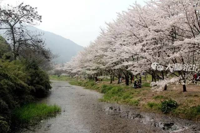 【特价】4月2日绍兴委婉山赏樱花/鲁迅故居/柯岩-鉴湖