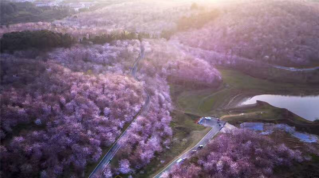 贵安新区平坝农场万亩樱花园2017赏樱攻略