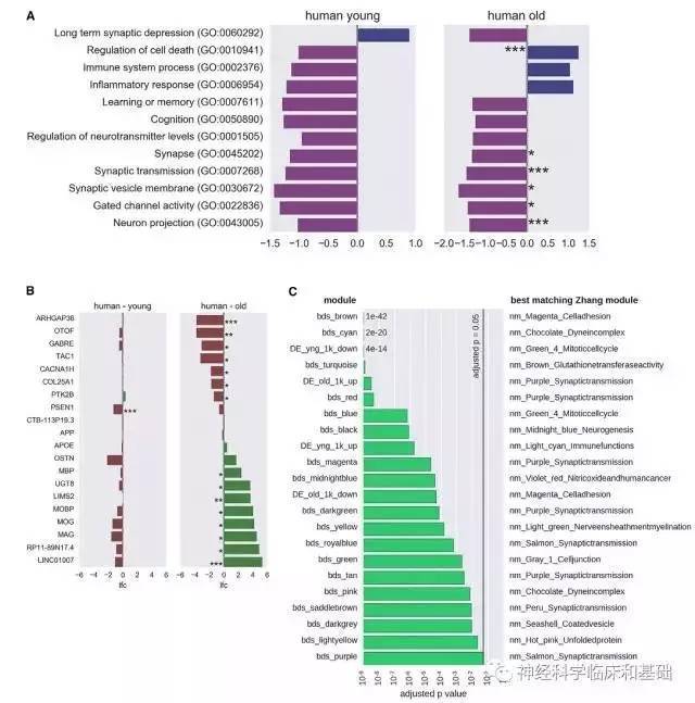 neuron:科学家研究用多能干细胞治疗阿尔茨海默病