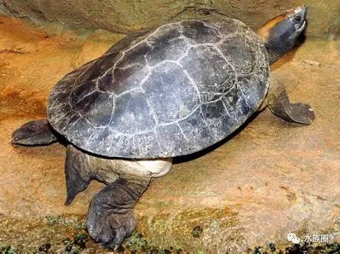 潮龟属6种,与棱背龟属关系密切,雌龟常难以区别,分类上存在争议,如均