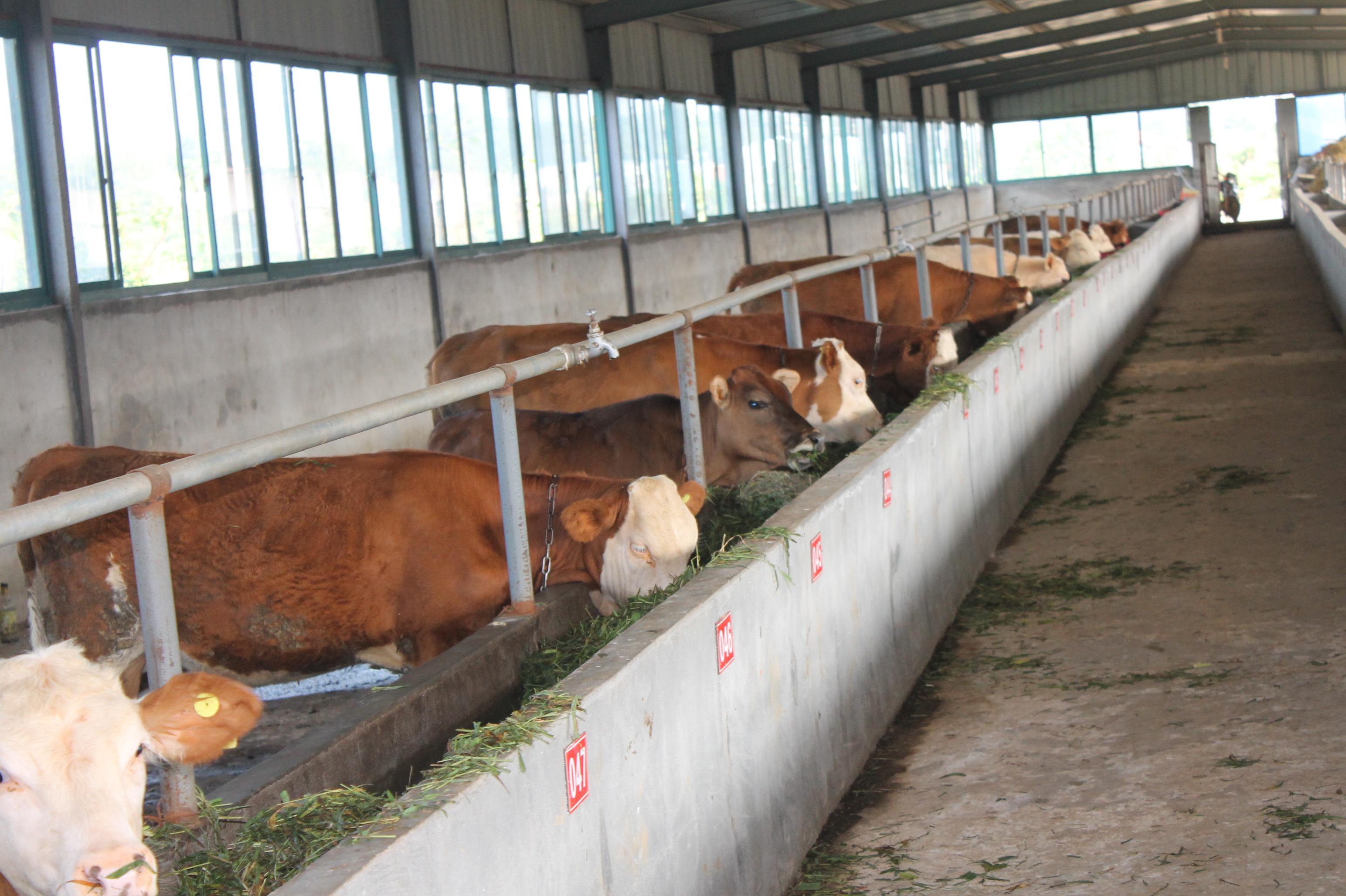 养牛技术分享:两种肉牛补充饲料的制作方法