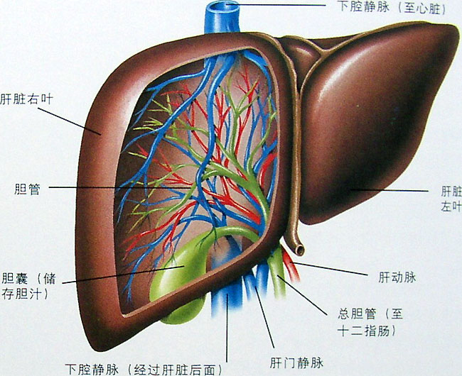 答:正常人肝的门静脉主干的内径一般为0.6-1.0cm,最大可达1.5cm.