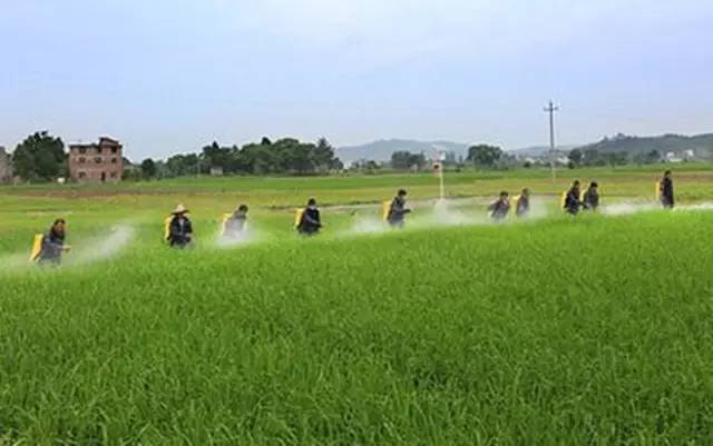 用无人机喷洒农药,我们是认真的!