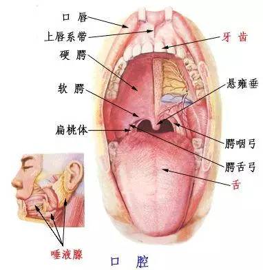 口腔癌最常见的部位是 a.颊b.唇c.口底d.舌e.牙龈d暂无解析.